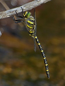 Common Goldenring - Cordulegaster boltonii © John Muddeman